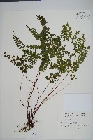 藏品(海島鱗始蕨)的圖片