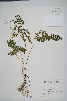 藏品(海島鱗始蕨)的圖片