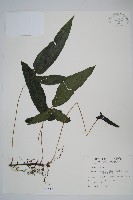 藏品(新月蕨)的圖片