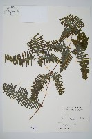 藏品(賽芒萁)的圖片