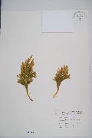 藏品(玉柏)的圖片