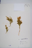 藏品(玉柏)的圖片