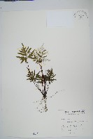 藏品(長柄粉背蕨)的圖片