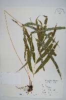 藏品(大葉鳳尾蕨)的圖片