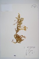 藏品(石松)的圖片