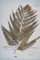 藏品(臺灣狗脊蕨)的圖片