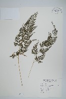 藏品(日本金粉蕨)的圖片