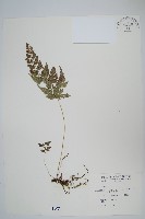 藏品(日本金粉蕨)的圖片