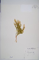 藏品(玉柏)的圖片