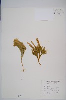 藏品(玉柏)的圖片