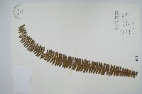 藏品(腎蕨)的圖片