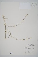 藏品(臺灣木賊)的圖片