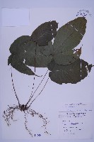 藏品(南投三叉蕨)的圖片