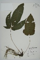 藏品(三叉蕨)的圖片