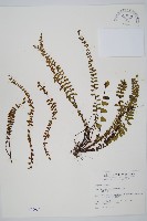 藏品(鐵角蕨)的圖片