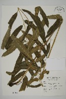 藏品(華鳳丫蕨)的圖片