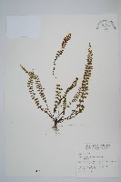 藏品(鐵角蕨)的圖片
