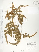 藏品(海金沙)的圖片