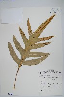 藏品(海岸擬茀蕨、海岸星蕨)的圖片