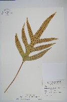 藏品(海岸擬茀蕨、海岸星蕨)的圖片