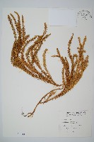 藏品(杉葉蔓石松)的圖片