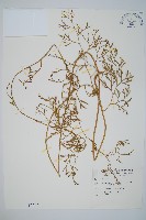 藏品(木賊葉石松)的圖片