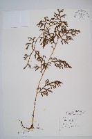 藏品(過山龍)的圖片