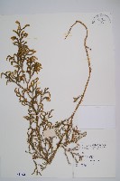 藏品(過山龍)的圖片