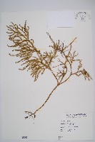 藏品(過山龍)的圖片