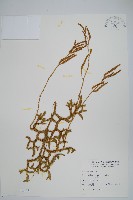 藏品(石松)的圖片