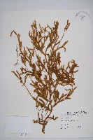 藏品(石松)的圖片