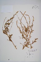 藏品(石松)的圖片