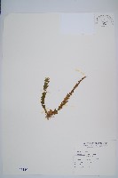 藏品(福氏石松)的圖片