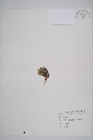 藏品(反捲葉石松)的圖片