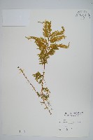 藏品(全緣卷柏)的圖片