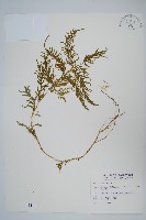 藏品(全緣卷柏)的圖片