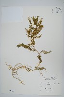 藏品(全緣卷柏)的圖片