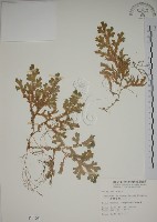 藏品(生根卷柏)的圖片