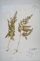 藏品(密葉卷柏)的圖片