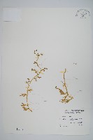 藏品(疏葉卷柏)的圖片