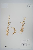 藏品(疏葉卷柏)的圖片