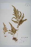 藏品(異葉卷柏)的圖片