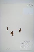 藏品(槐葉蘋)的圖片