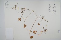 藏品(南國田字草)的圖片