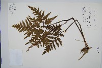 藏品(薄葉大陰地蕨)的圖片