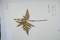 藏品(薄葉大陰地蕨)的圖片