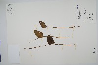藏品(鈍頭瓶爾小草、狹葉瓶爾小草)的圖片
