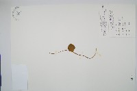 藏品(高山瓶爾小草、鈍頭瓶爾小草)的圖片