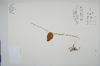 藏品(高山瓶爾小草、鈍頭瓶爾小草)的圖片