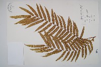 藏品(觀音座蓮)的圖片